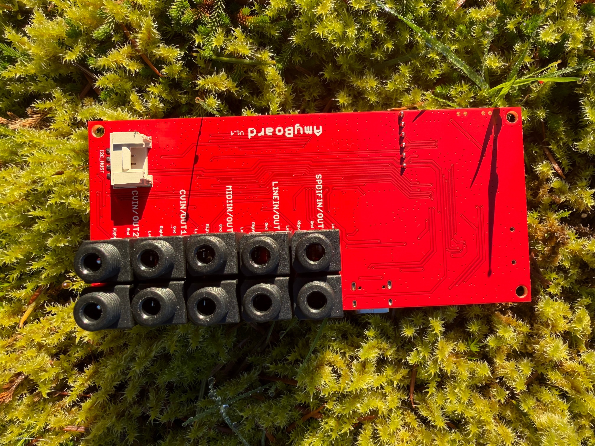 AMYboard jacks on moss